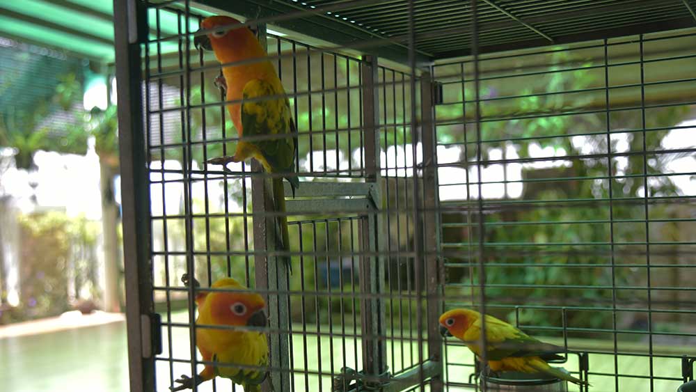 Sun Conures